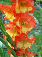 DSCN1981.webp