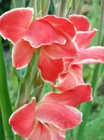 DSCN1999.webp