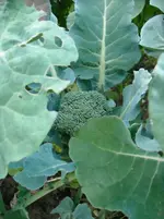 DSCN1974.webp