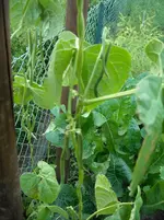 DSCN1995.webp