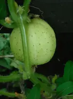 DSCN1991.webp