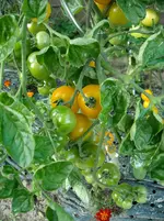 DSCN1976.webp
