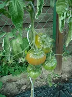 DSCN1977.webp