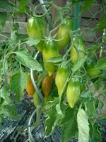DSCN1978.webp