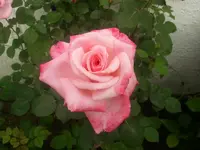 Foto0943.webp