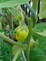 DSCN2003.webp