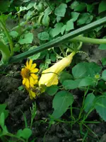 DSCN1975.webp