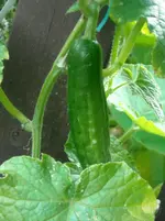 DSCN1992.webp