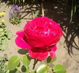 Foto0881.webp