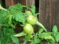 ovale_himbeere.webp