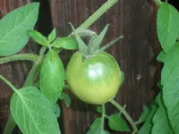 little_mama.webp