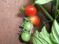 sungrape_f1.webp