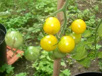 golden_pearl_f1.webp