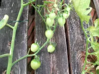 tomatoberry_f2_1.webp