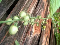 tomatoberry_f2_2.webp