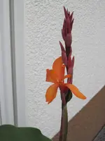 Canna avenso.webp