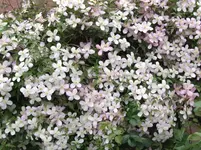 2007_0424Bild0026.webp