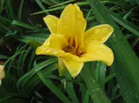 IMG_nicht fulva_1067x800.webp