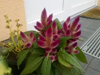 200720113202.webp