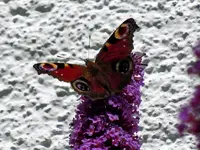 005.webp