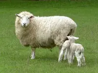 Copy of Tiere alt 688av.webp