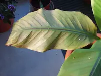 Juli 2011 021.webp