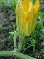 DSCN1990.webp