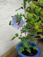Hibiskus 003.webp