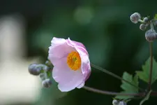 Anemone kl.webp