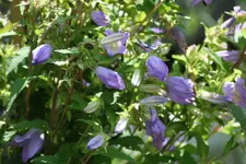 Glockenblume kl.webp
