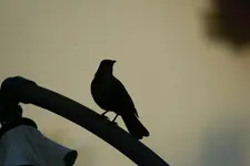 amsel kl.webp