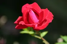 Red Climber kl.webp