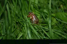 maikäfer 2 kl.webp