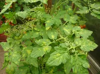 DSC02075.webp