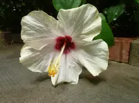 P1110298.webp