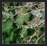 zärtlich.webp