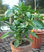 paprika_I.webp