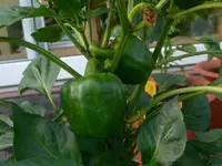 paprika_II.webp