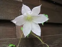 001.webp