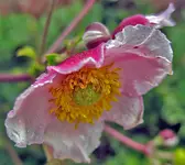 herbstanemone.webp