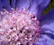 skabiose.webp