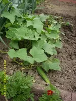 JD500560.webp