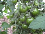 Tomatenanzucht 2011 015.jpg