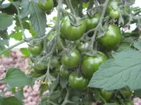 Tomatenanzucht 2011 015.webp