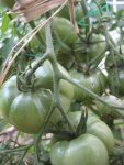 Tomatenanzucht 2011 018.jpg