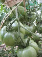 Tomatenanzucht 2011 018.webp