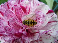 004.webp