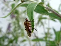 005.webp