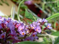 006.webp