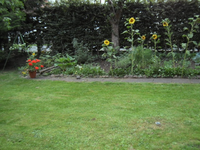 Ein paar Sonnenblumen.webp